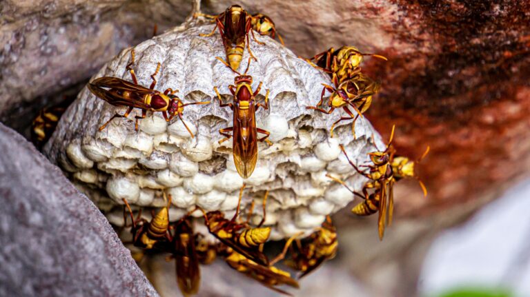 wasp larvae