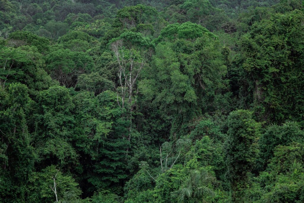 rainforest