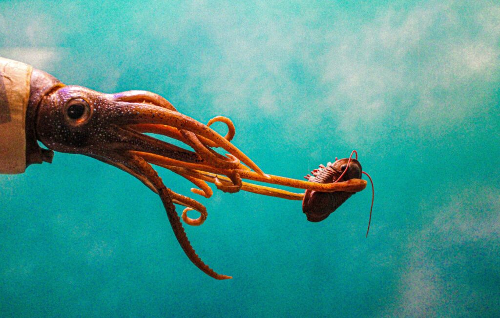 giant squid