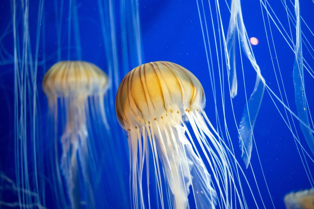 jellyfish