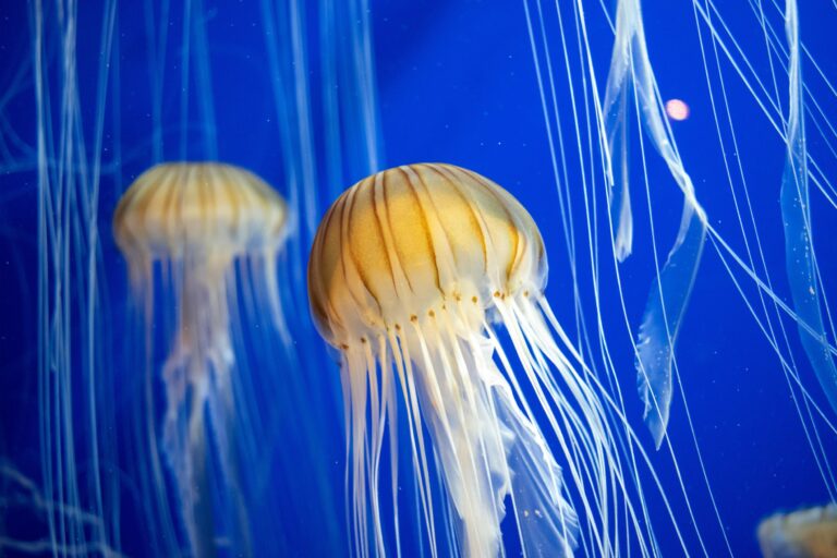 jellyfish