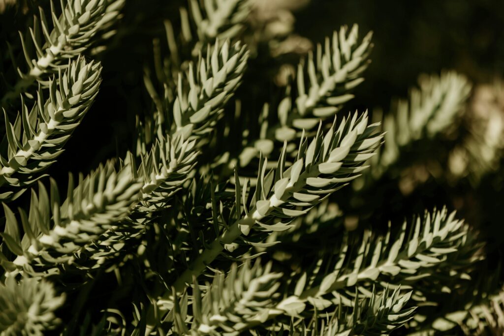 plant