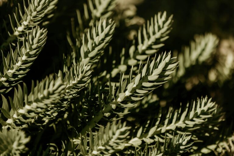plant