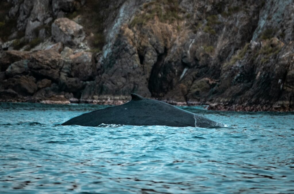 whale on sea shore