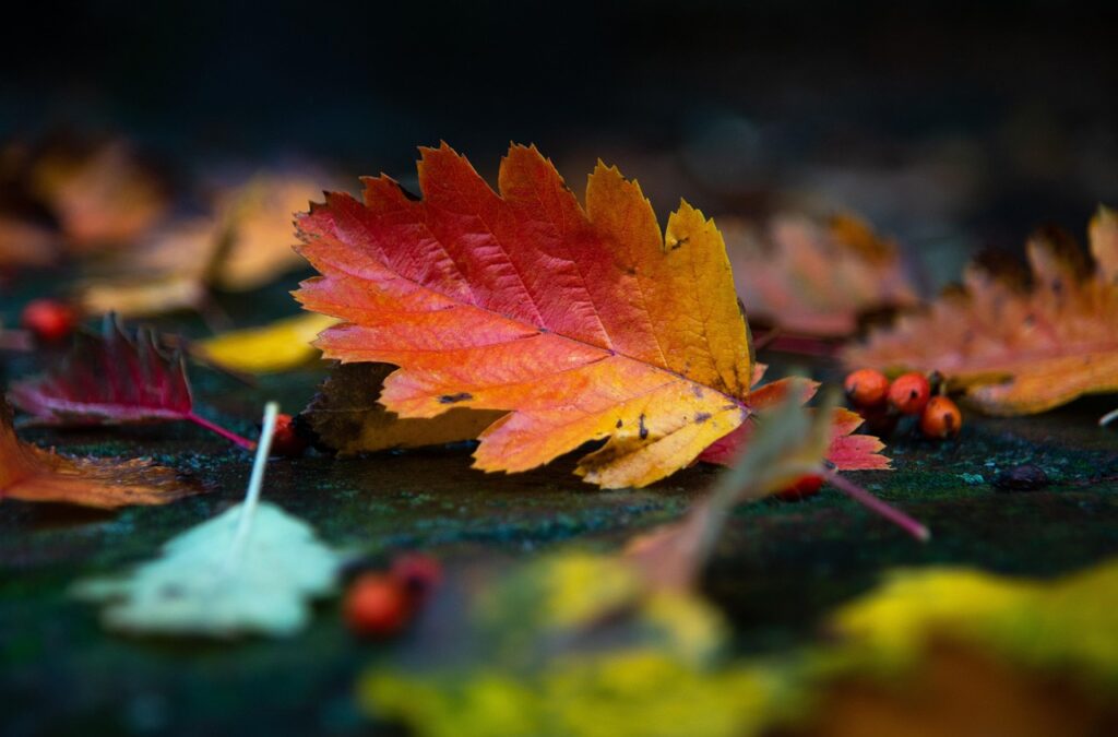 Leaves