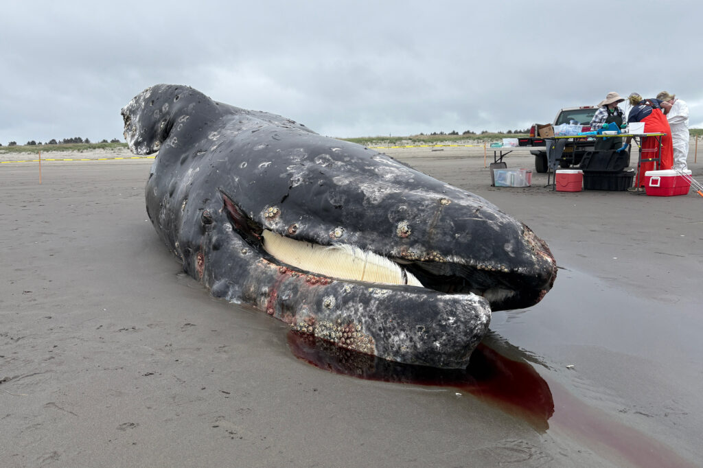 Une baleine grise femelle est observée sur la péninsule de Long Beach, dans l'État de Washington, le 8 mai. L'autopsie a montré que la cause du décès était une malnutrition accompagnée d'un traumatisme probable. Crédit : Avec l’aimable autorisation du Cascadia Research Collective