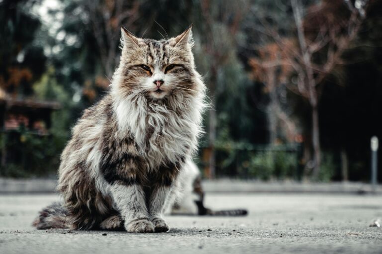 stray cat