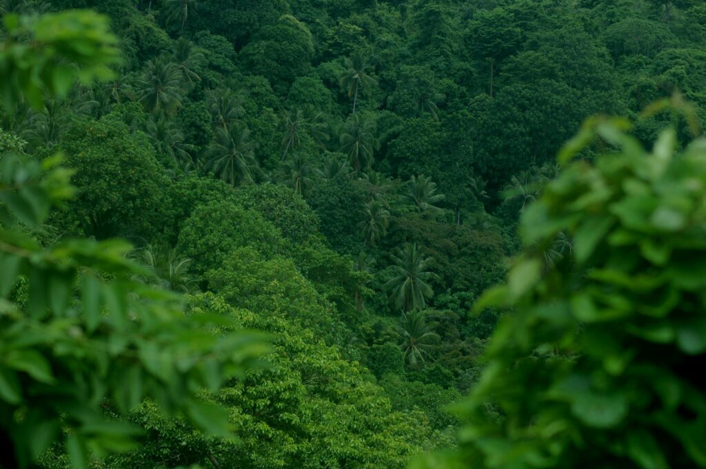 tropical forest