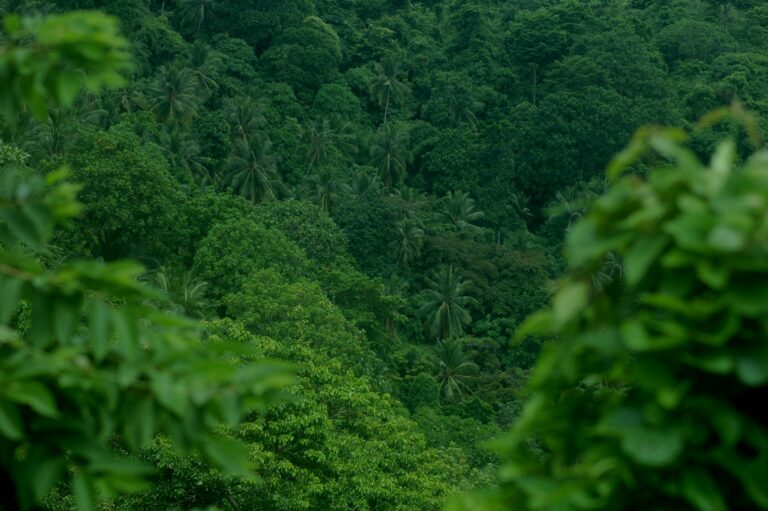 tropical forest