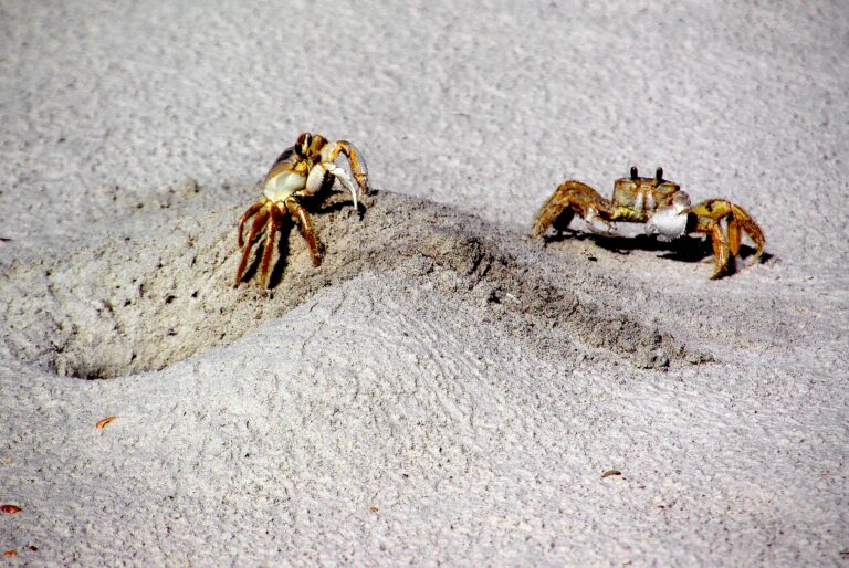 crabs