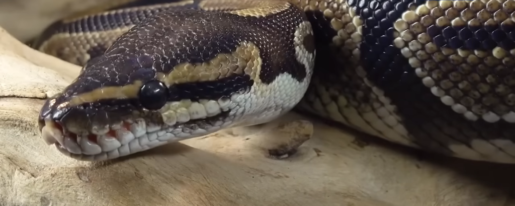 snake
