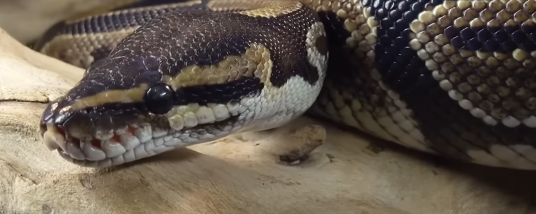 snake