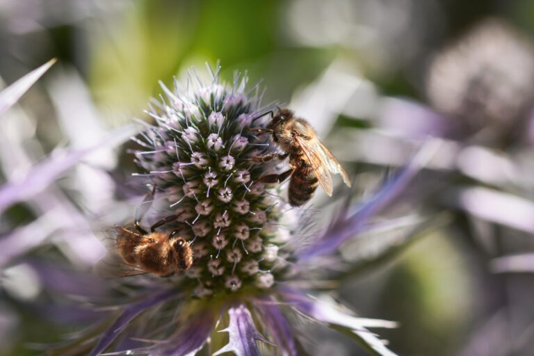 bees
