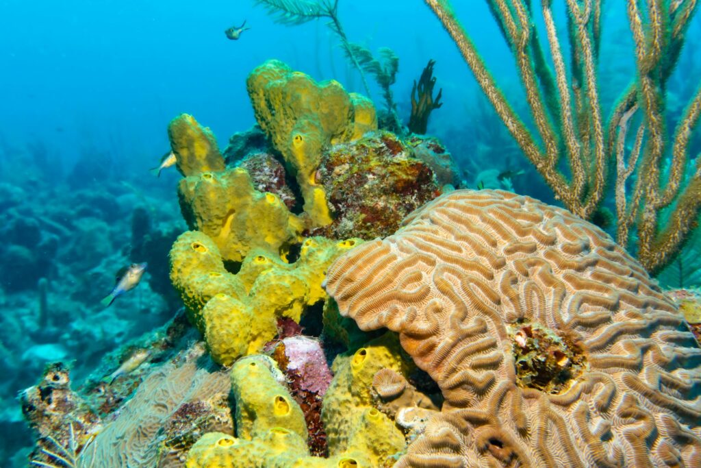 coral