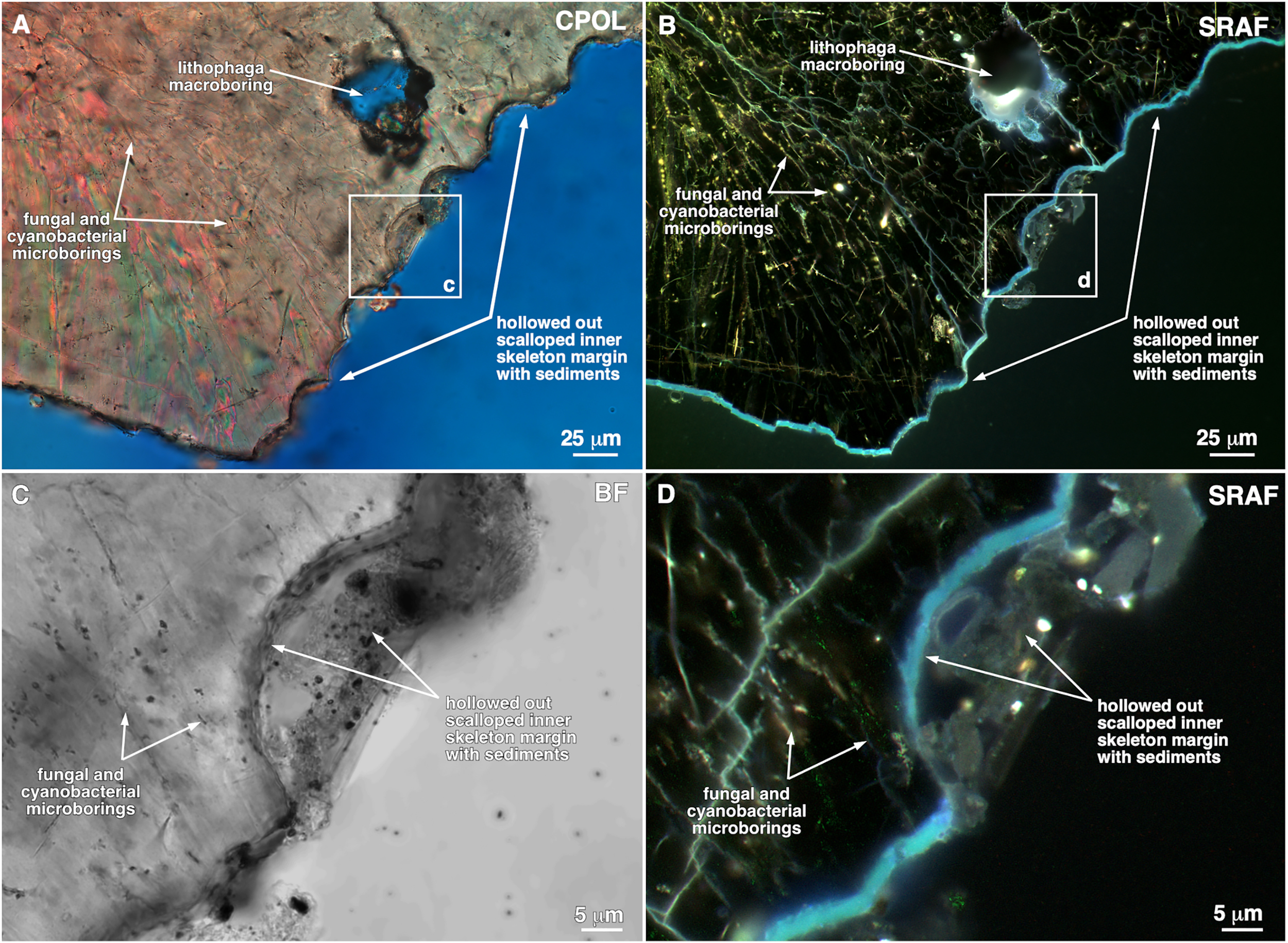 Une vue microscopique du bord intérieur des coraux creux. Crédit : Mayandi Sivaguru et Kyle Fouke