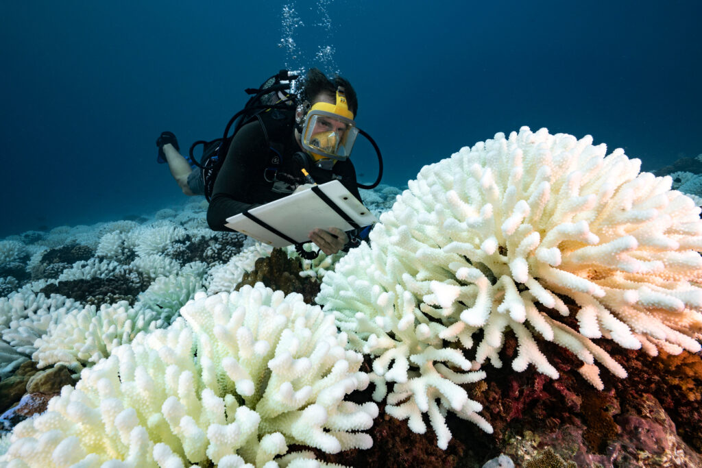 A diver checks the coral reefs of Moorea in French Polynesia during a major bleaching event on May 9, 2019. Credit: Alexis Rosenfeld/Getty Images