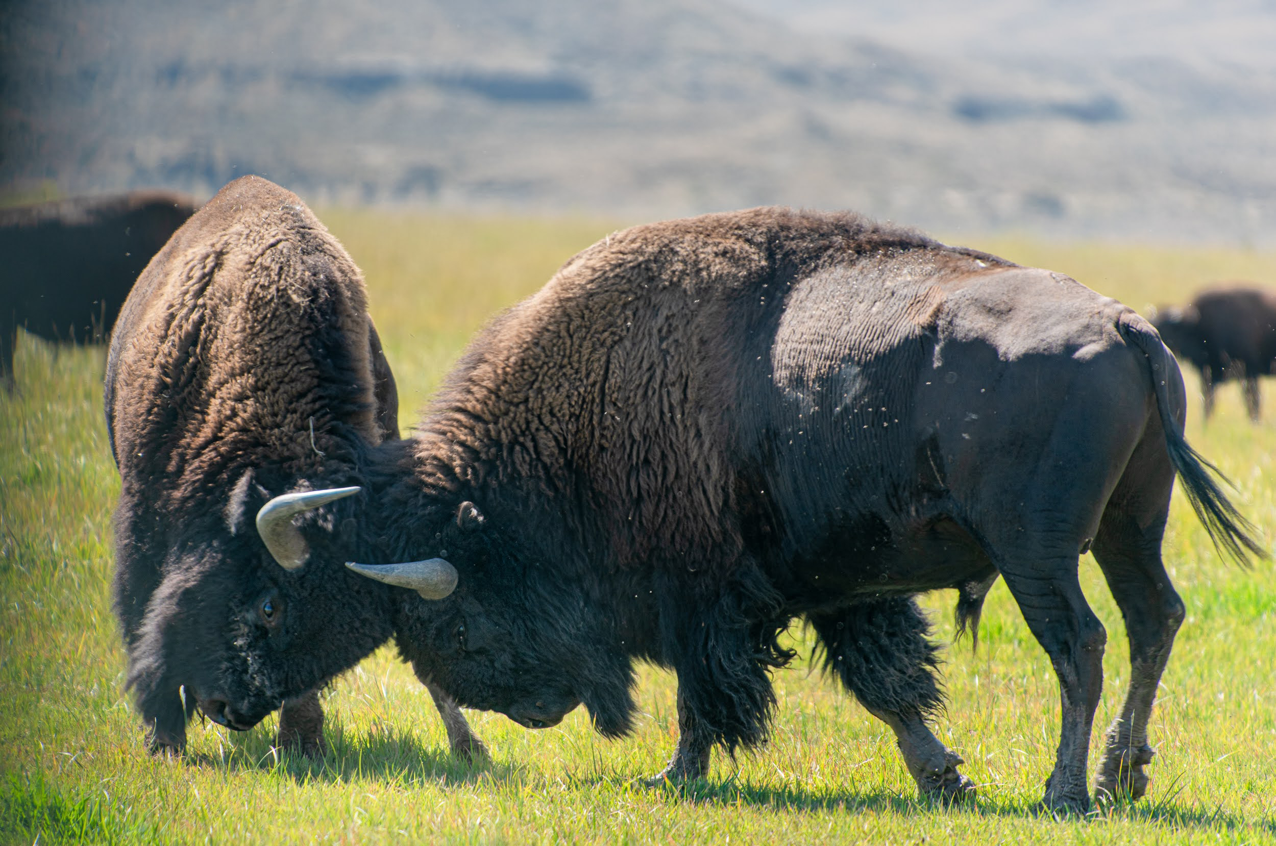 Spar de bisons à la Wind River Tribal Buffalo Initiative dans le Wyoming. Crédit : Michael Kodas/Pacte Climat
