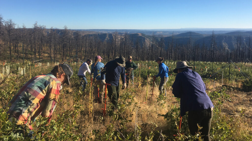 Des semis tests sont plantés au Philmont Scout Ranch, près de la frontière du Colorado, où un incendie a brûlé en 2018. Crédit : avec l'aimable autorisation de Pouli Sikelianos/NMHU