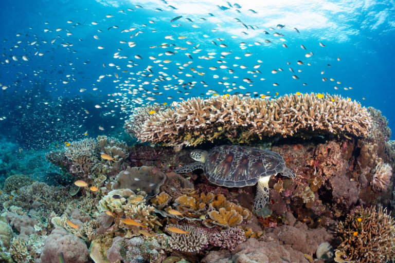 A resilient coral reef in Siquijor, Philippines. New research shows more reefs may be able to survive climate change than previously thought. Credit: Steve De Neef
