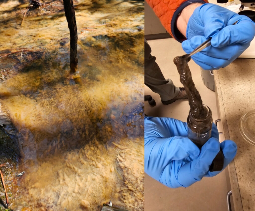 Les responsables de Durham ont trouvé de la « substance mucilagineuse » dans un ruisseau en aval de Brenntag. D'autres tests effectués par des entrepreneurs de l'entreprise et par Haw Riverkeeper ont révélé la présence de produits chimiques toxiques dans les eaux souterraines et le ruisseau. Crédit : Ville de Durham