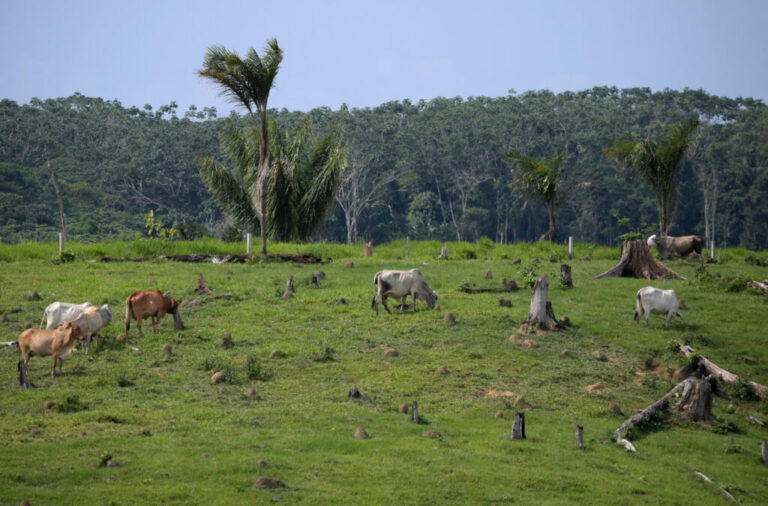 Cows graze in a deforested area of the Colombian Amazon. Credit: Raul Arboleda/AFP via Getty Images
