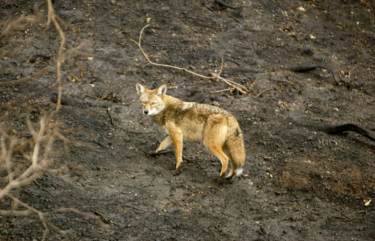 Coyote