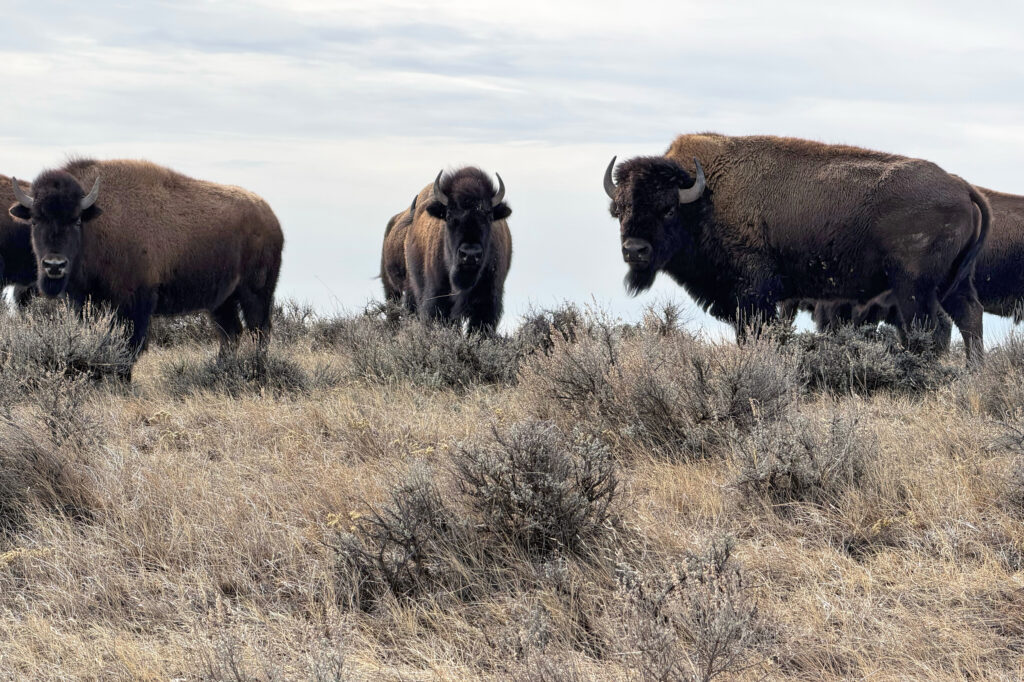Un troupeau de bisons sur un terrain géré par American Prairie. Crédit : Blaine Harden/Pacte Climat