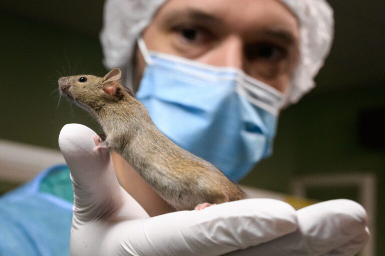 Scientists Borrow a Wrinkled Rodent
