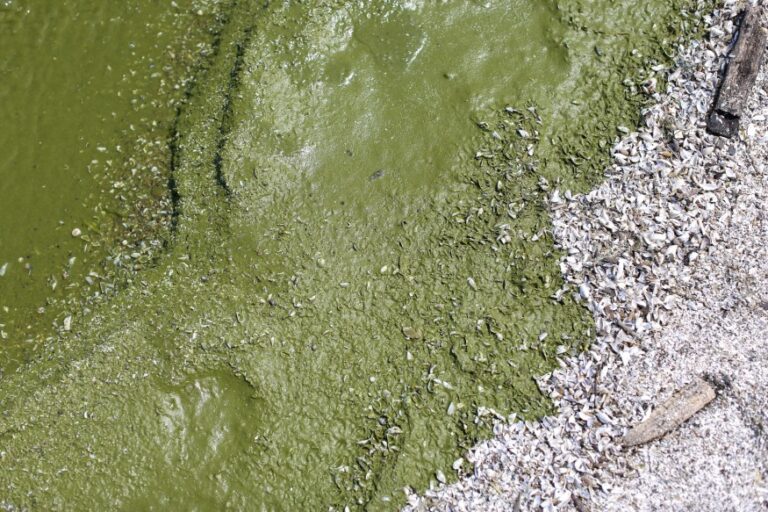 Algal Bloom