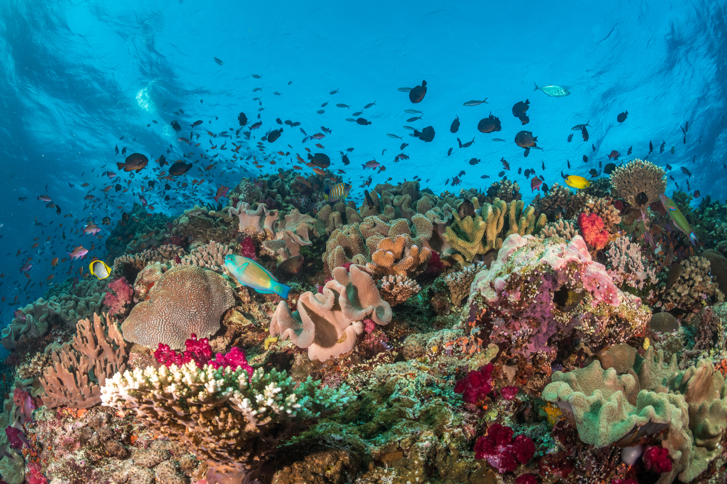 Les récifs résilients au climat, comme celui du parc de conservation Vatu-i-Ra aux Fidji, sont capables d'éviter, de résister ou de se remettre du stress thermique et d'autres perturbations. Crédit : Tom Vierus