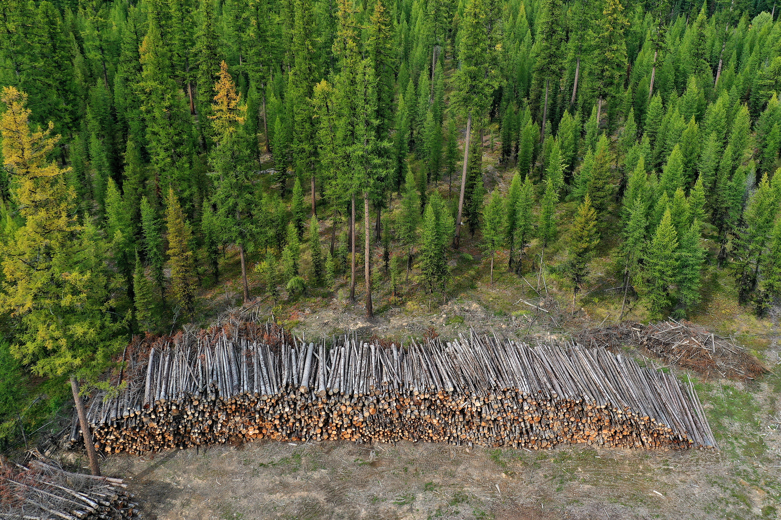 Des rondins de pin et de sapin récemment coupés sont empilés pour être transportés par camion hors de la forêt nationale des Glaciers en septembre 2019, près de West Glacier, au Montana. Crédit : Chip Somodevilla/Getty Images