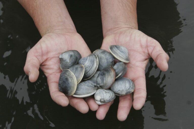 Clams