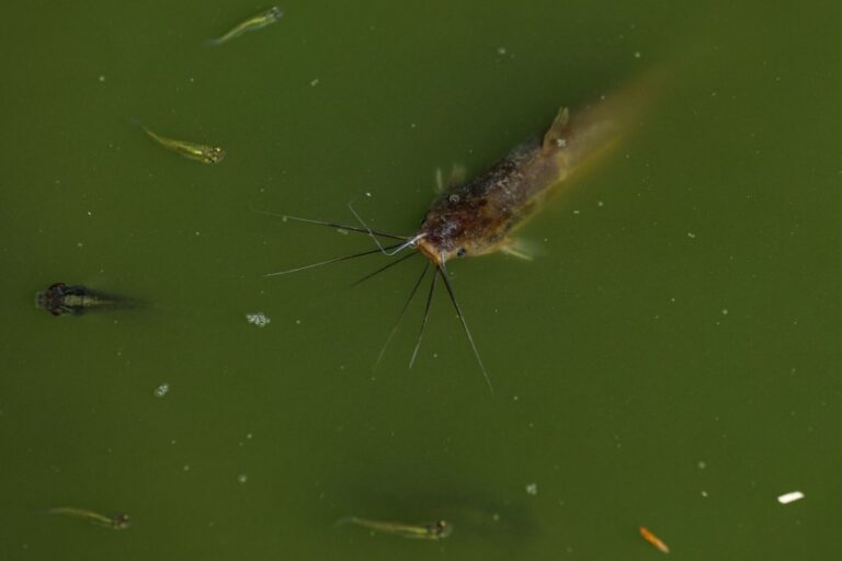 Catfish