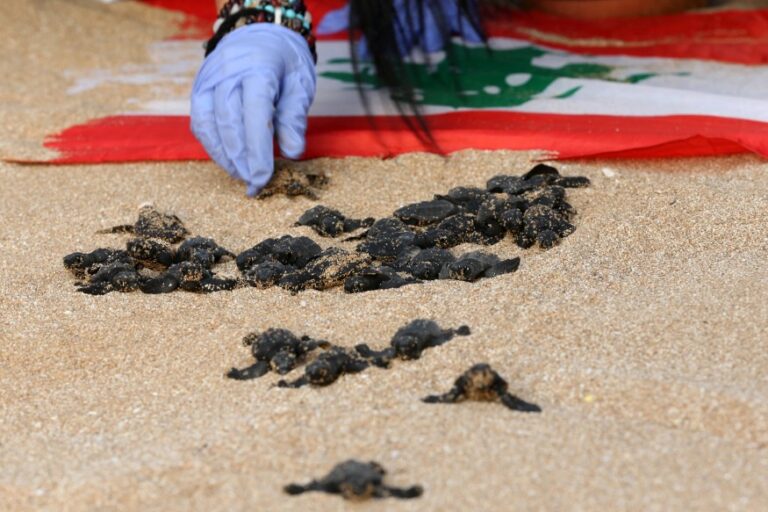 Sea Turtles