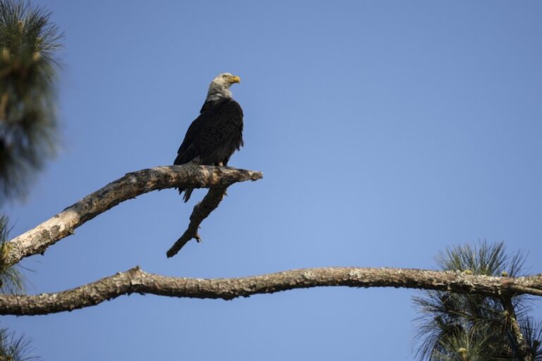 Bald Eagle