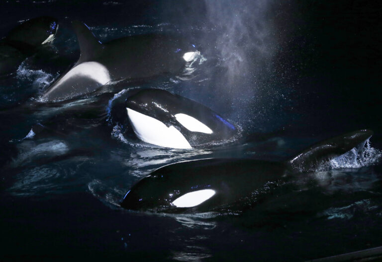 Orcas