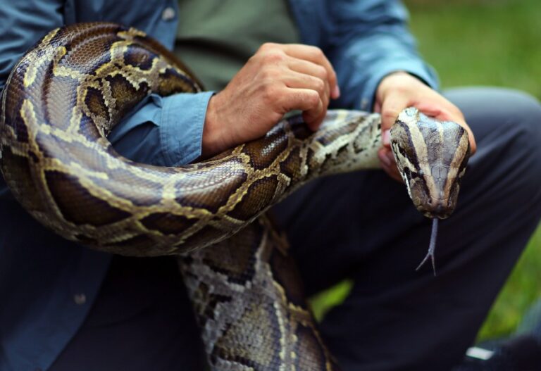 Burmese Python