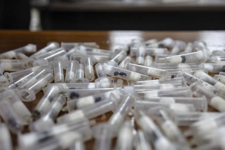 Smuggled Queen Ants