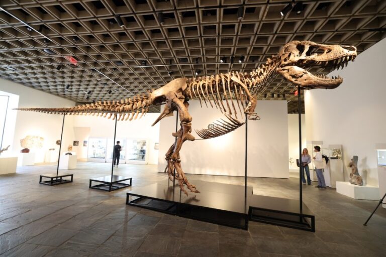 Tyrannosaurus rex