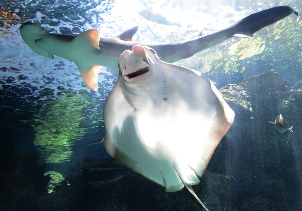 Bonnethead Sharks