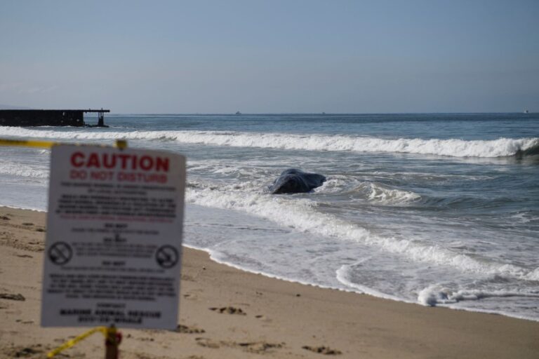 Marine Mammal Disturbance