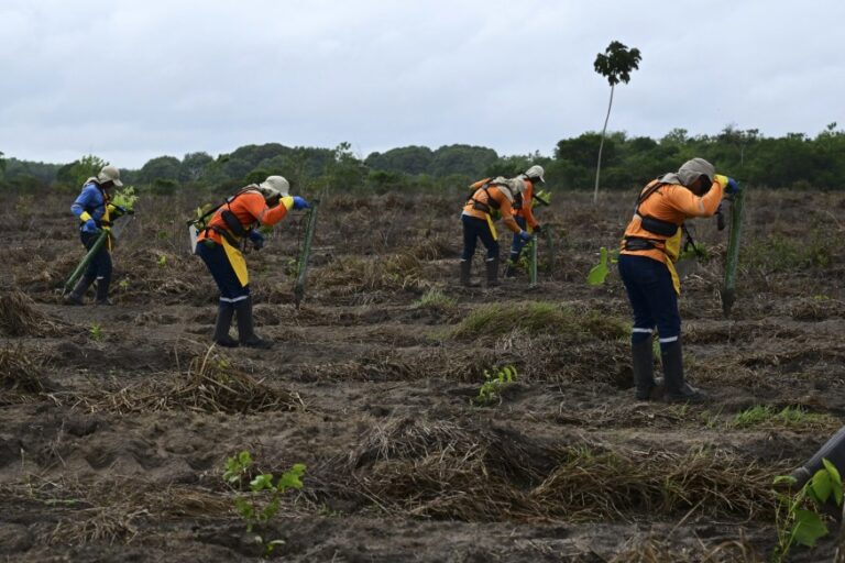 Amazonian Soil Boosted Tree Seedling Growth