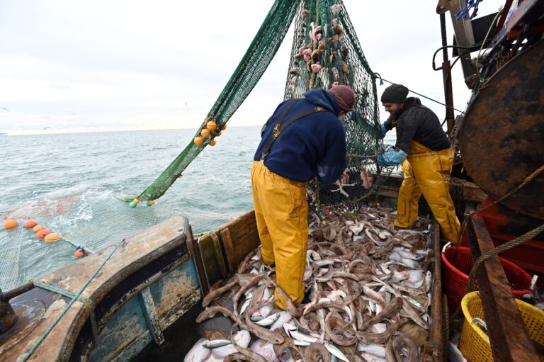 Groundfish Rules