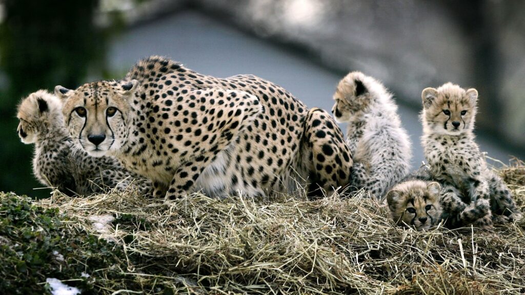 Cheetahs