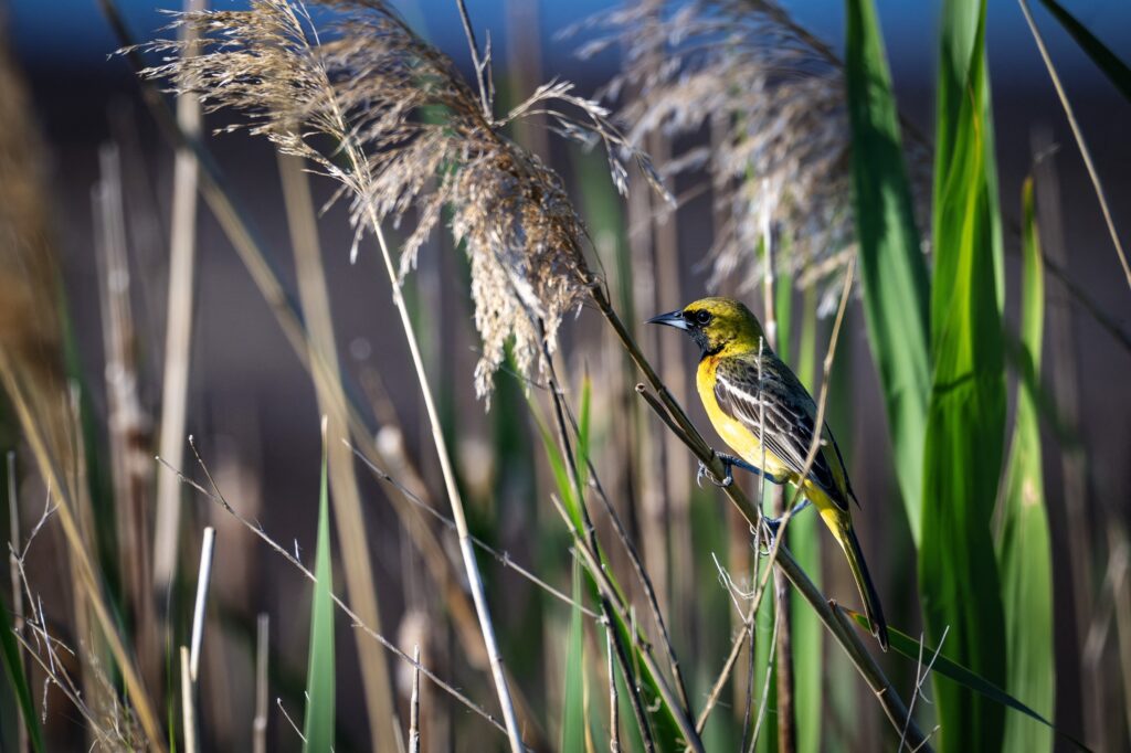 Grassland Bird