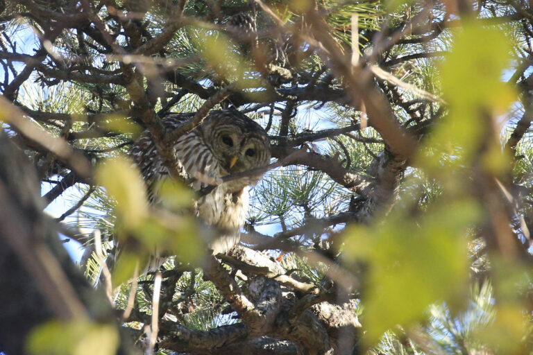 Barred Owl