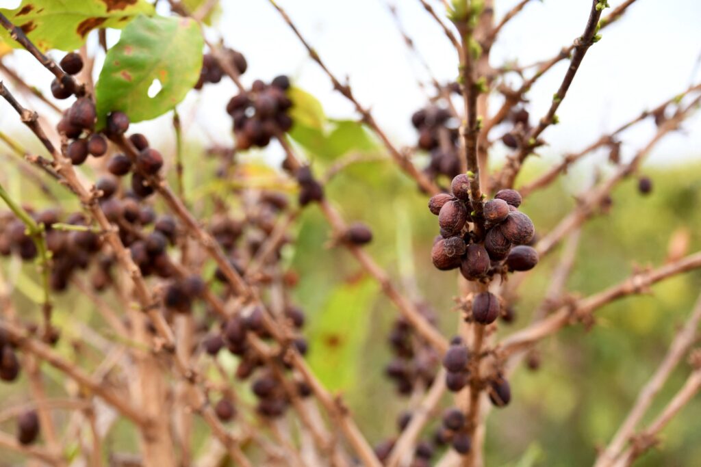 Coffee Plants
