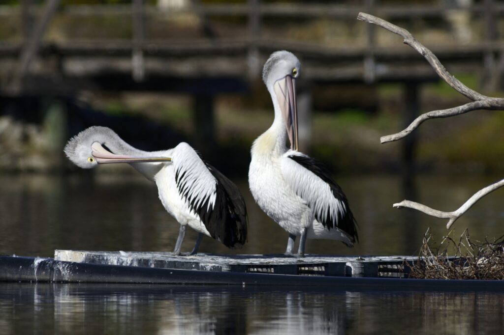 Suspected Bird Flu Cases