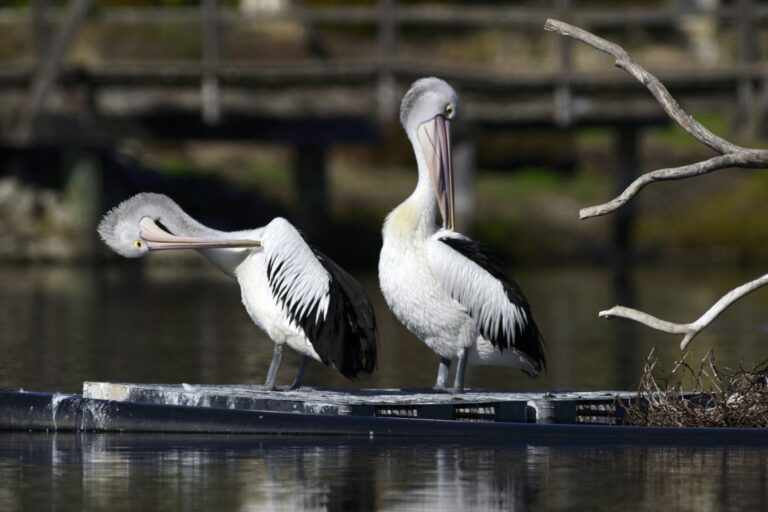 Suspected Bird Flu Cases