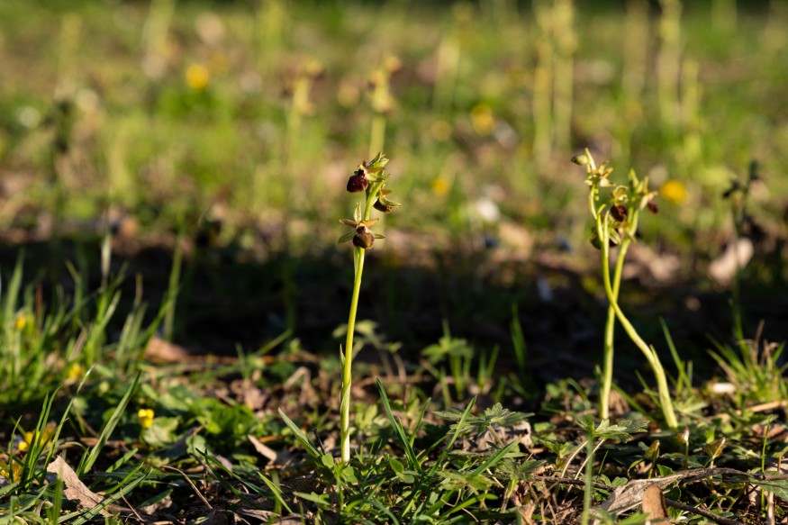 Orchid-Rich Meadow